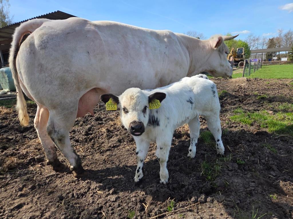 Koppel dikbil runderen te koop + span met stier kalf, Dieren en Toebehoren, Meerdere dieren