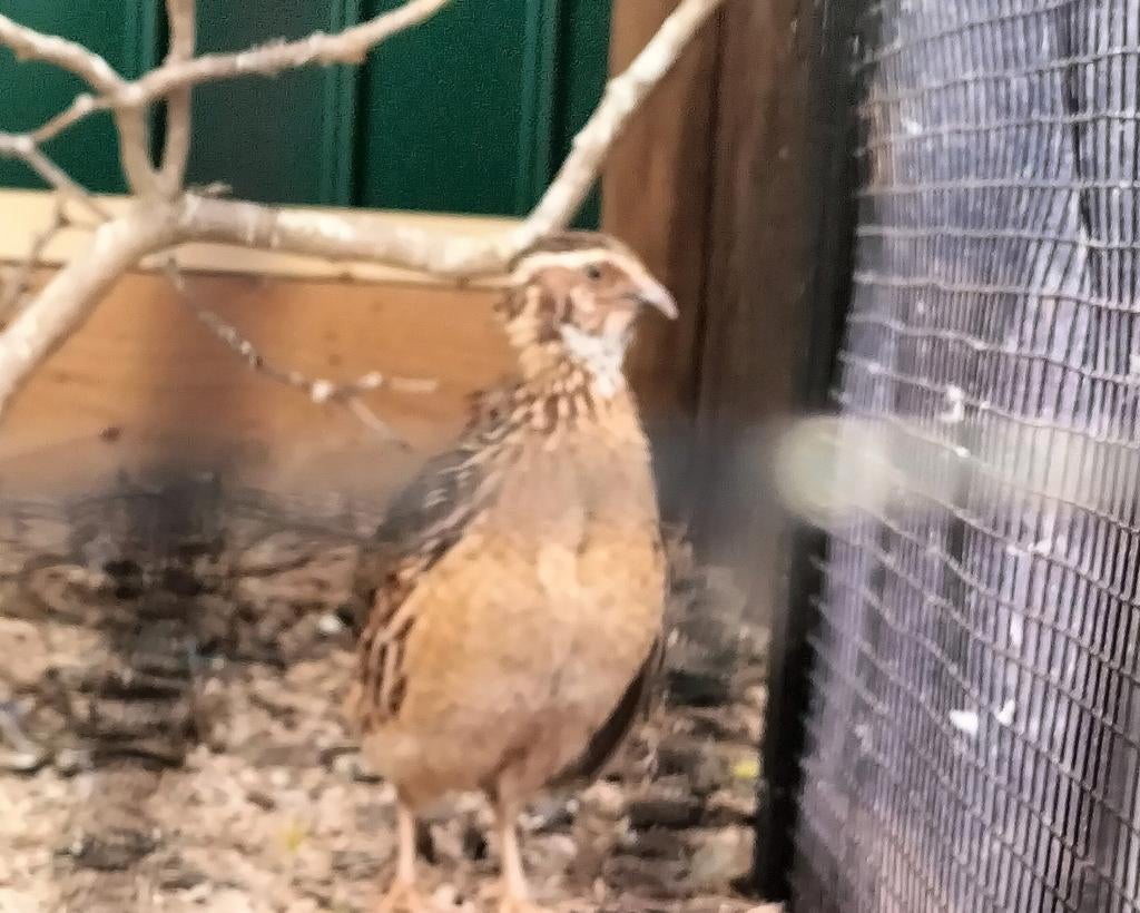 Japanse kwartel te koop, Dieren en Toebehoren, Geslacht onbekend