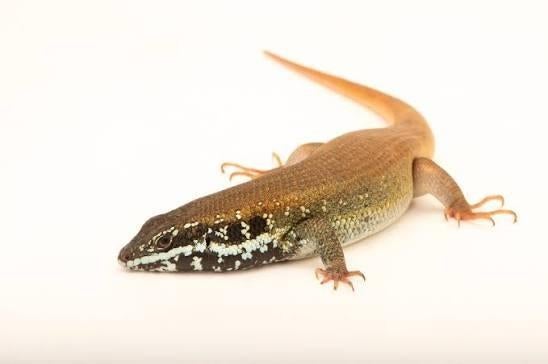 Afrikaanse gestreepte skink, Dieren en Toebehoren, Reptielen en Amfibieën, Slang