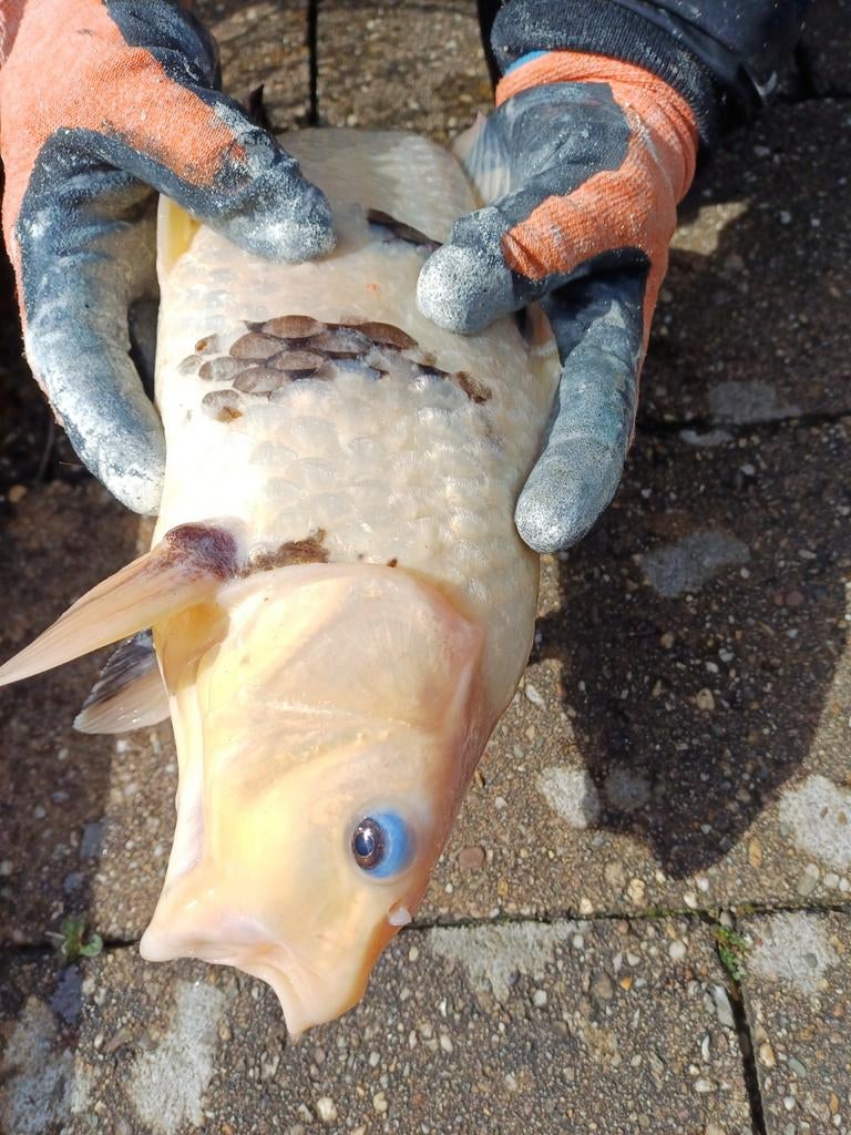 Diverse vijvervissen (koi, Steur en Goudvissen), Karper of Koi