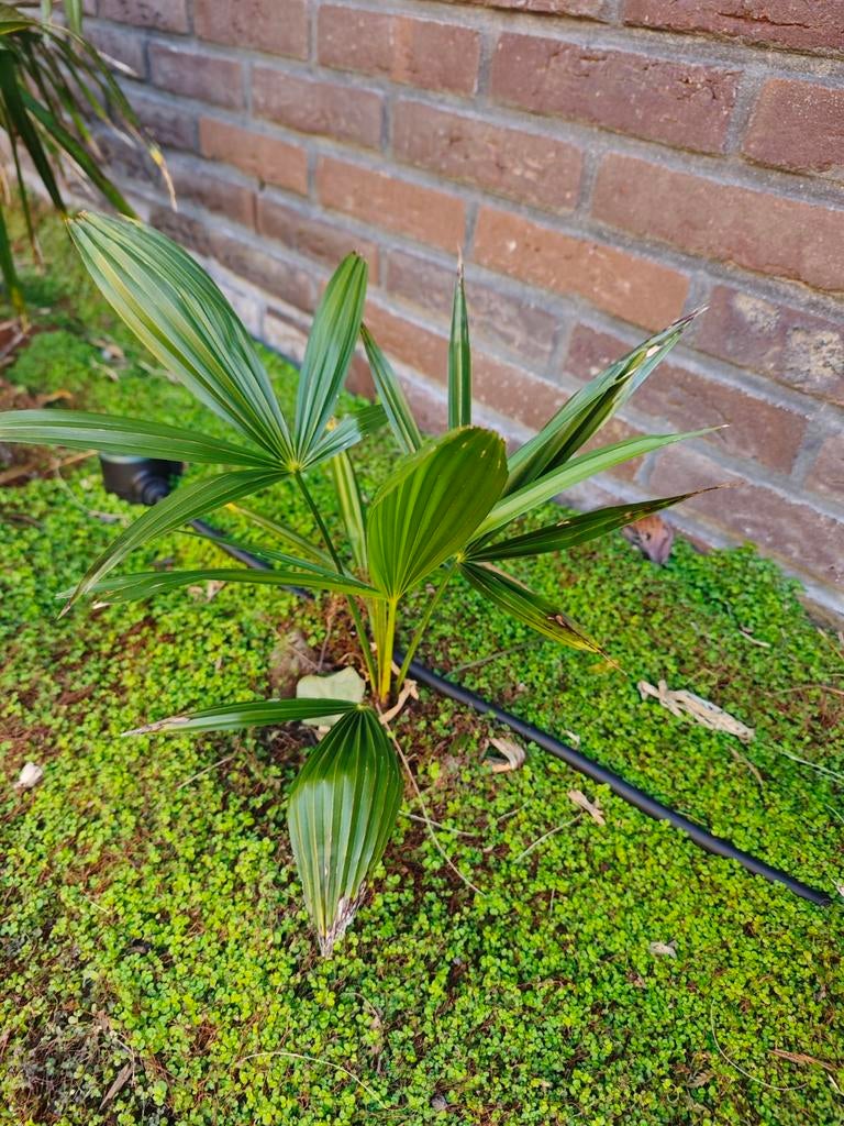 Kleine baby palmboom, winterhard, Trachycarpus Fortunei, Ophalen of Verzenden, Bloeit niet, Overige soorten, Volle zon