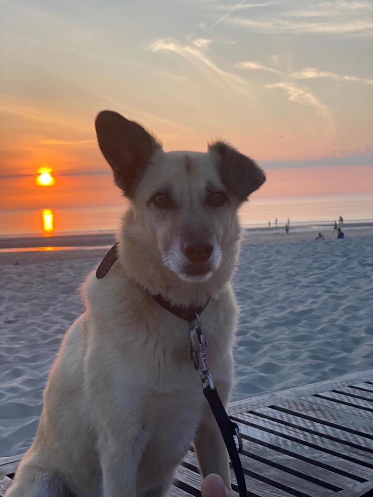 Dave, Dieren en Toebehoren, Honden | Niet-rashonden, 6 jaar of ouder, Parvo, Particulier, Reu