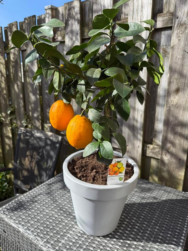 Citrus / lemon, Halfschaduw, Overige soorten, Minder dan 100 cm, Zomer