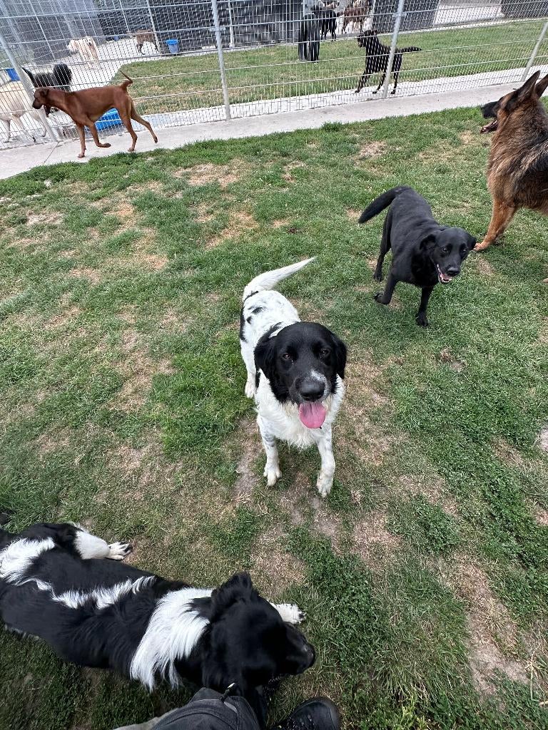 Dagopvang Honden leeuwarden, Diensten en Vakmensen, Dieren | Honden | Verzorging, Oppas en Les, Pension of Dagopvang