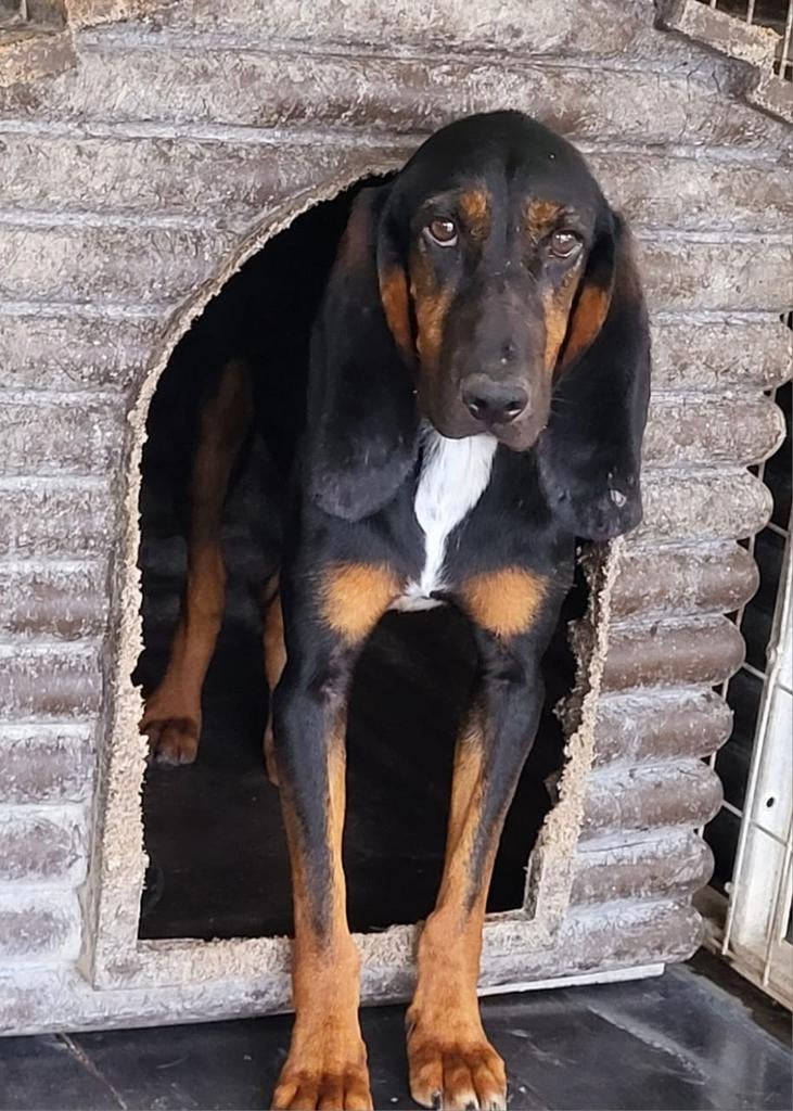 Prachtige Stitch wil naar huis, Dieren en Toebehoren, Honden | Niet-rashonden, 15 weken tot 1 jaar, Buitenland, Parvo, Eén hond