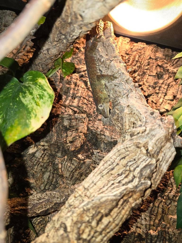 Chahoua Mainland  man, Dieren en Toebehoren, Reptielen en Amfibieën, Hagedis, 0 tot 2 jaar