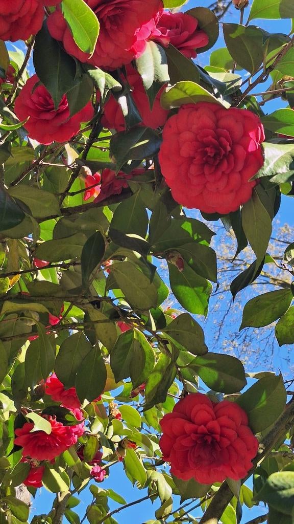 Grote rozenstruik, Tuin en Terras, Ophalen, Vaste plant, Overige soorten