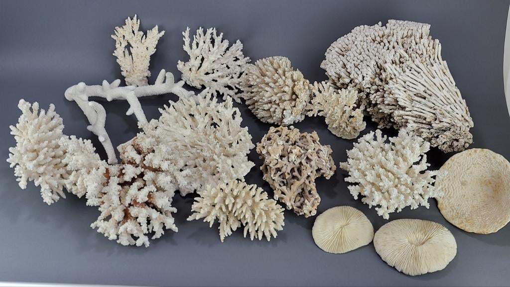 Grote lot oude versteende items. 15 stuks., Ophalen