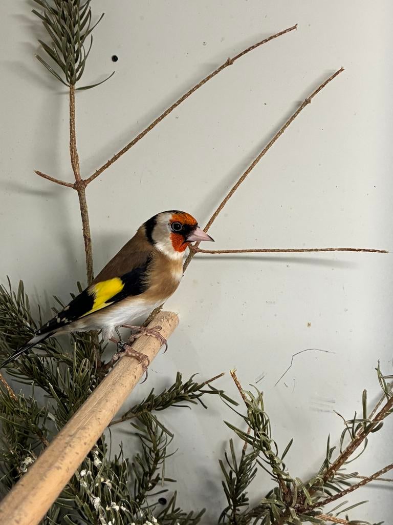 Kleine Putter, Dieren en Toebehoren, Mannelijk, Wildzangvogel, Geringd