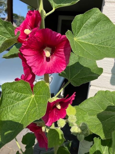 zie andere adv zaden Lupine Gipskruid Verbena Duizendschoon, Ophalen of Verzenden, Voorjaar, Volle zon, Zaad