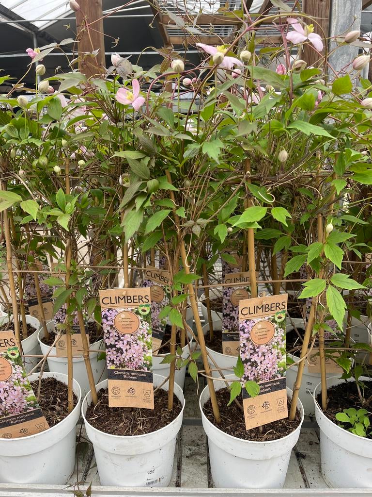 Clematis Montana Rubens klimplant €17,95, Volle zon, Vaste plant, Ophalen of Verzenden, Klimplanten