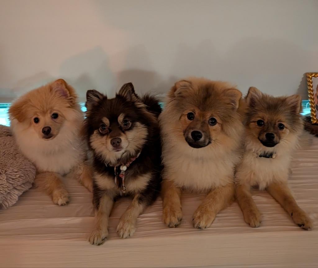 Dek Reu'tjes, Reu, 1 tot 2 jaar, Parvo, Meerdere