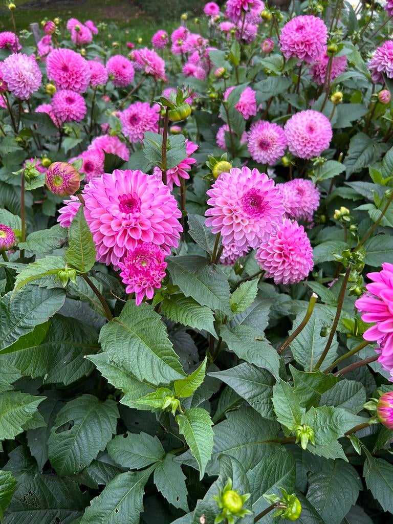 Dahlia knollen, Ophalen of Verzenden, Volle zon