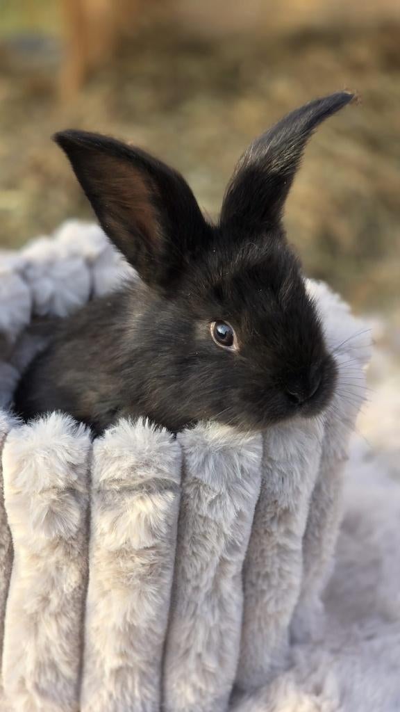 Raszuivere Duitse reuzen, Dieren en Toebehoren, Meerdere dieren, Groot, 0 tot 2 jaar