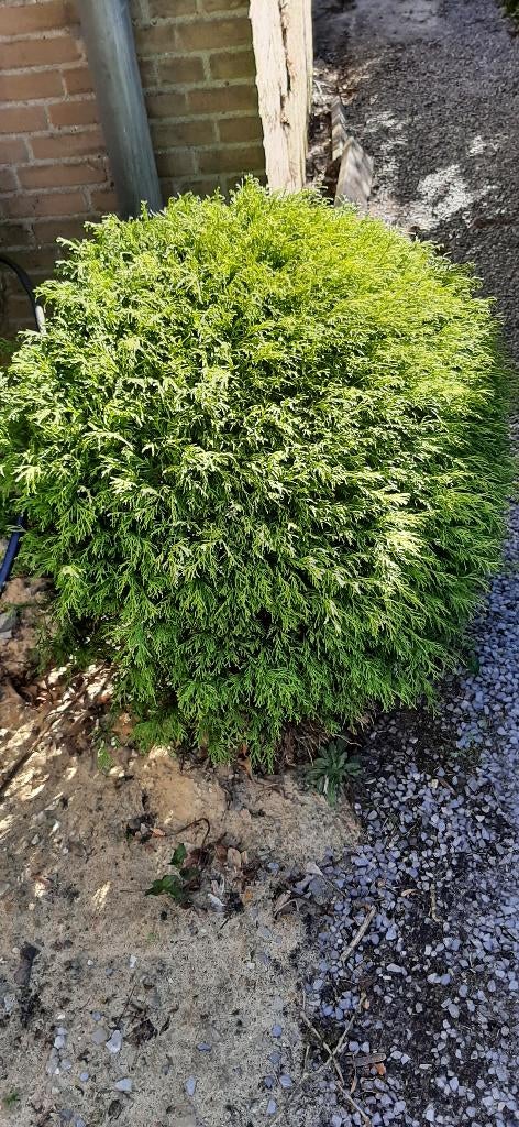 Cypres, Tuin en Terras, Ophalen, Halfschaduw, Overige soorten, Minder dan 100 cm