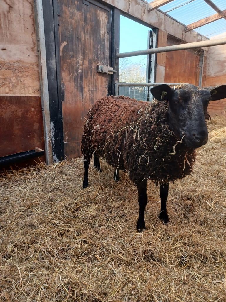 Schaap, Dieren en Toebehoren, Schapen, Geiten en Varkens, Vrouwelijk, Schaap