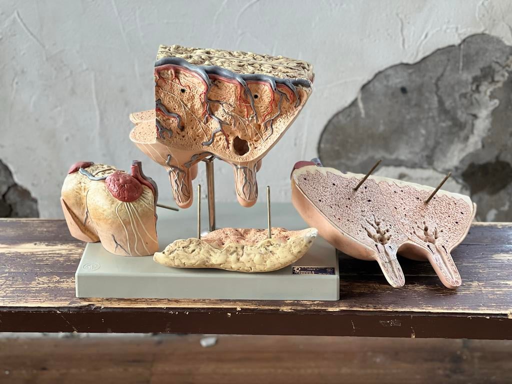 Oud groot anatomisch model Somso, koe. Zeer zeldzaam, Antiek en Kunst, Ophalen