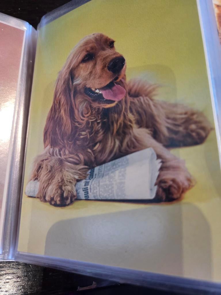 Vintage ansichtkaart: Cocker Spaniël met krant, Ophalen of Verzenden, 1960 tot 1980, Ongelopen, Hond of Kat