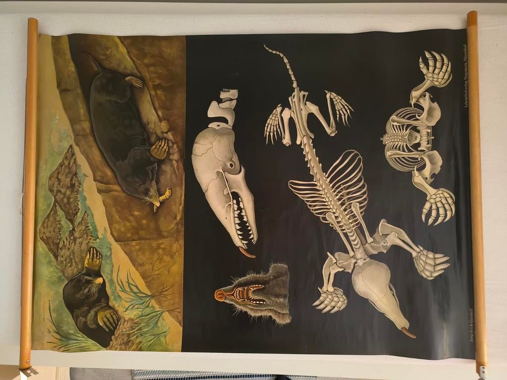 Vintage schoolplaat – Mol (Jung-Koch-Quentell), Ophalen