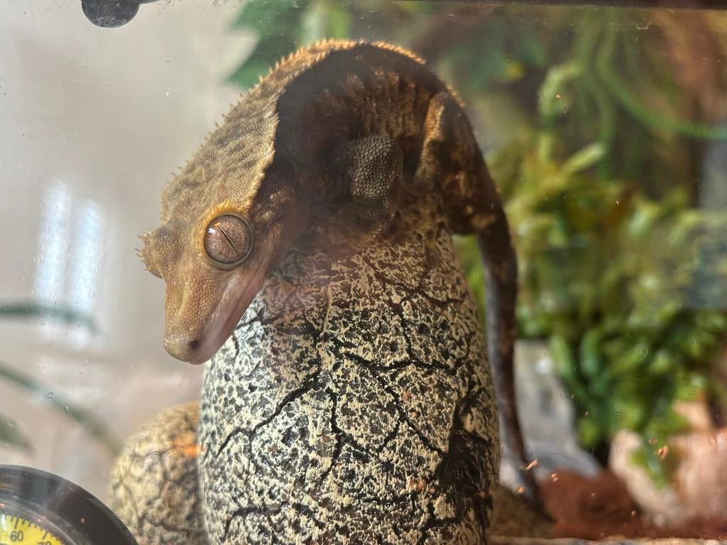 Wimpergekko Crested Gecko - unknown for sale from S.Opstal