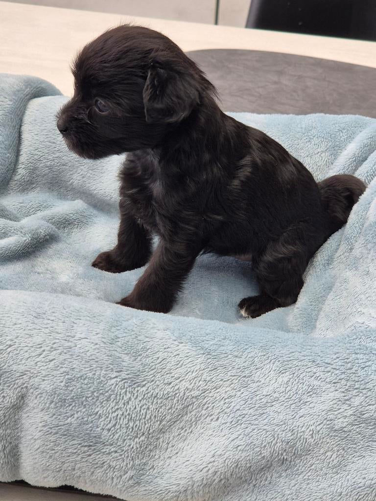 powderpuff pup teefje, België, Particulier, Overige rassen, 8 tot 15 weken