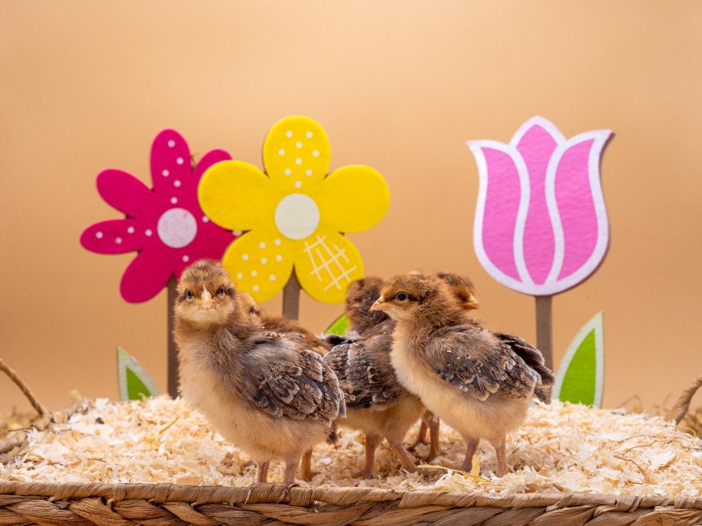 Jonge tamme Bielefelder kuikens gesekst & ingeënt, Dieren en Toebehoren, Pluimvee, Vrouwelijk, Kip