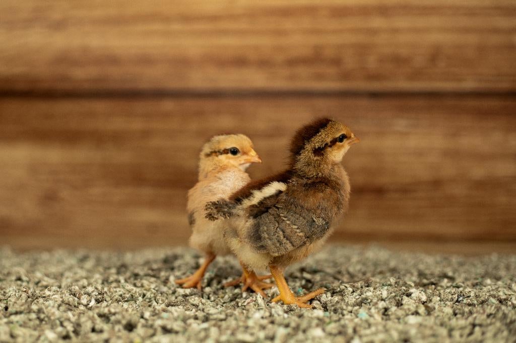 Welsumer groot kippenkuikens | Gesekst en Ingeënt, Vrouwelijk, Kip
