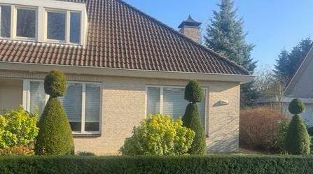 3 mooie grote taxus bomen / figuurbomen, Tuin en Terras, Planten | Struiken en Hagen, Ophalen, Taxus