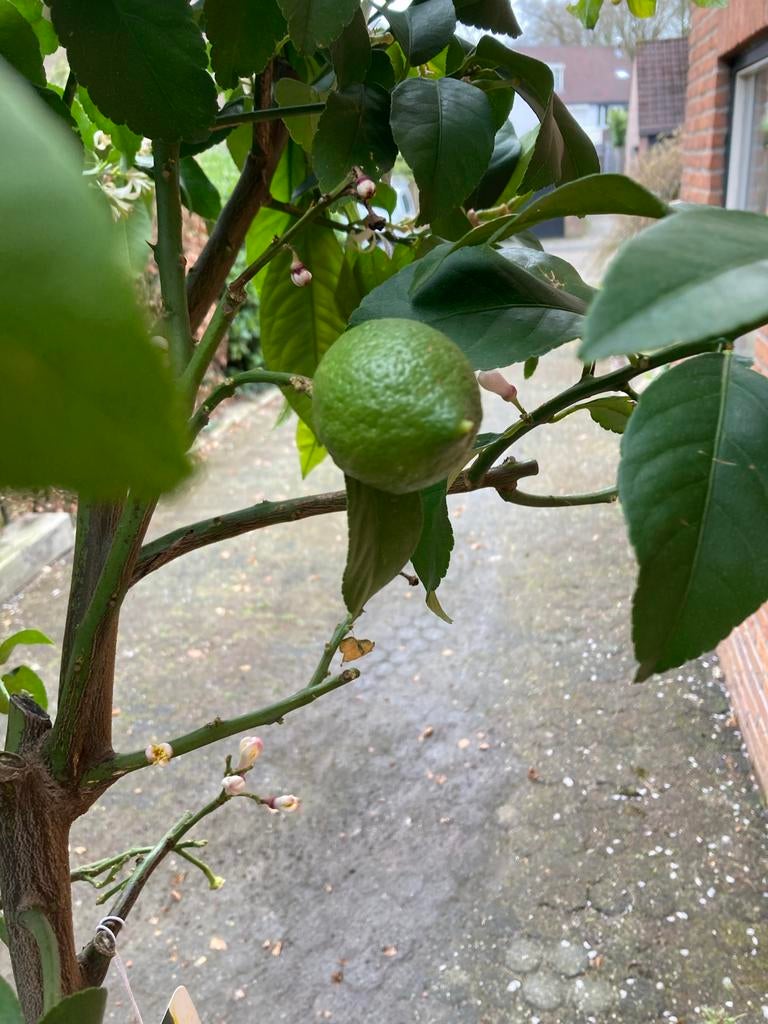 Citroenboom in pot 2 meter, Ophalen, Lente, Volle zon, In pot