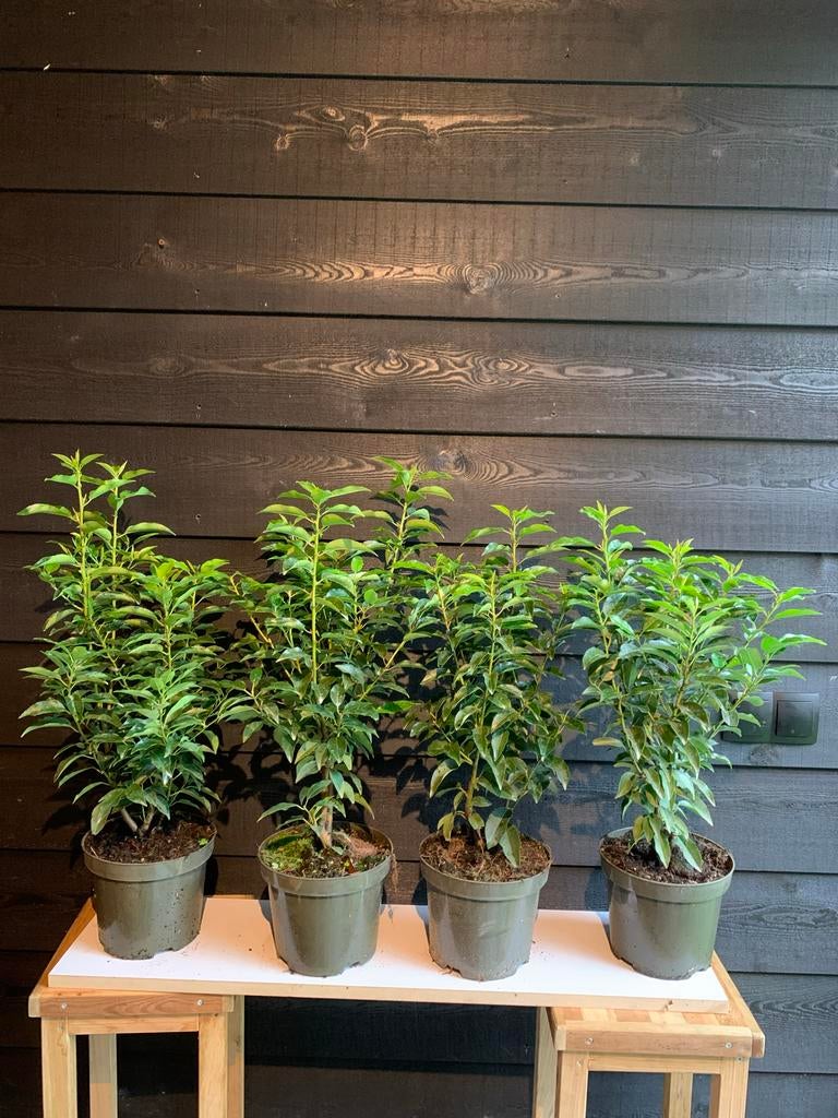 Portugese Laurier - Haagplant in Pot, Ophalen, Laurier, Haag, Minder dan 100 cm