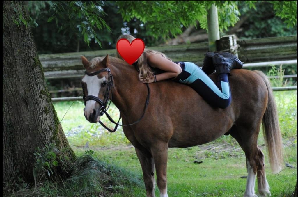 Verzorgpony GEZOCHT, Dieren en Toebehoren, Ophalen of Verzenden
