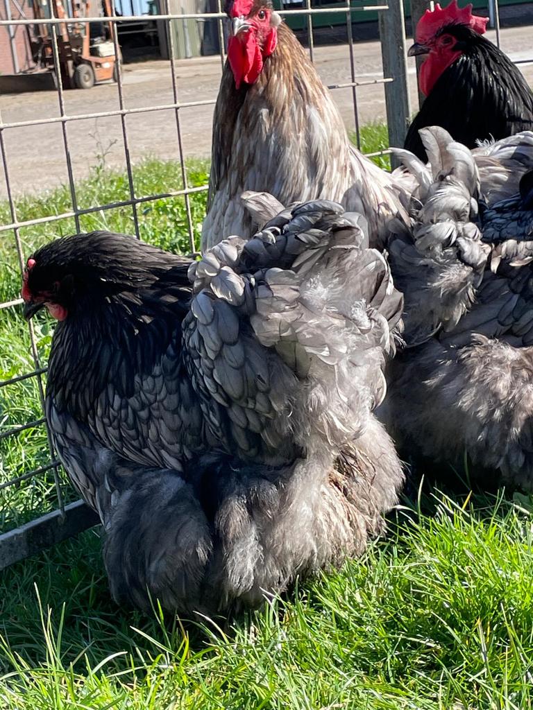 Orpington BLAUWGEZOOMD, broedeieren, groot ras., Dieren en Toebehoren, Pluimvee, Geslacht onbekend, Kip