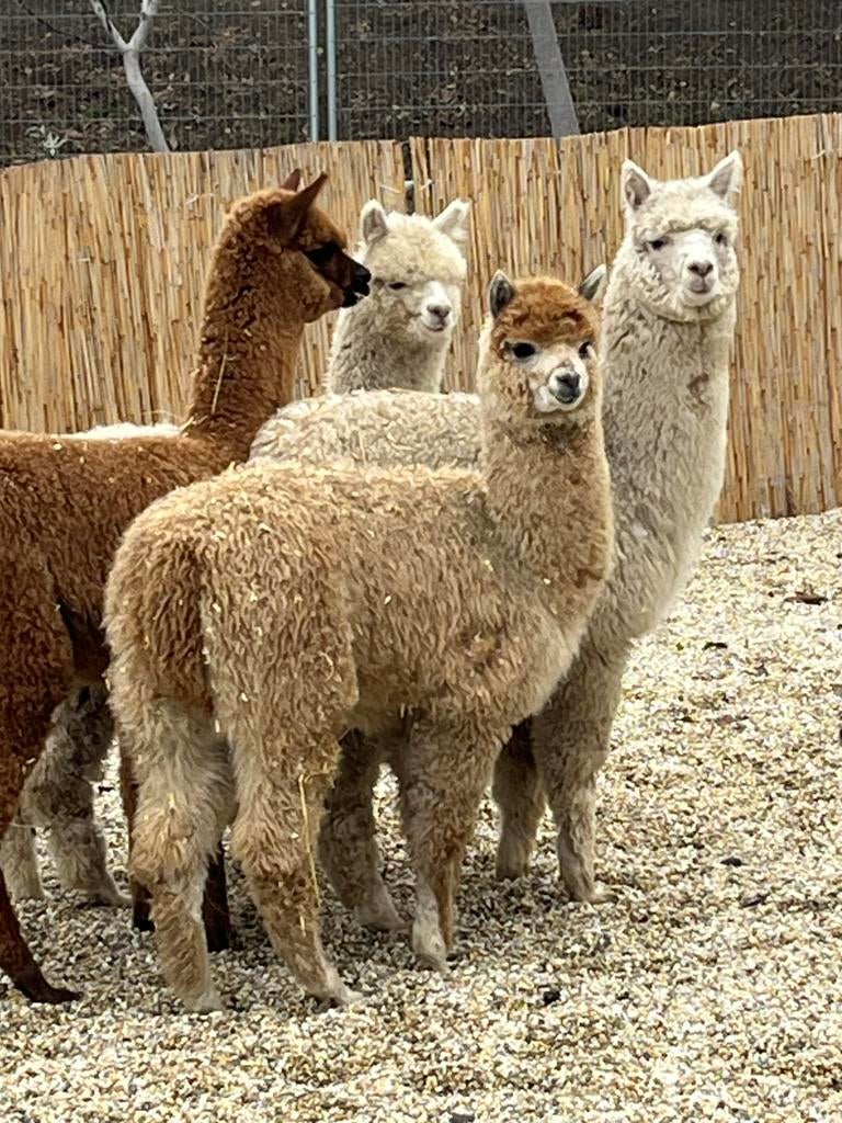 Gezocht parkdieren en sierpluimvee, December, Meerdere dieren