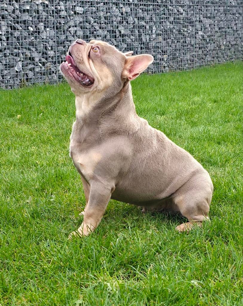 😍 Super gave isabella cherrytan dekreu Junior 😍, Particulier, Reu, Buitenland, Parvo