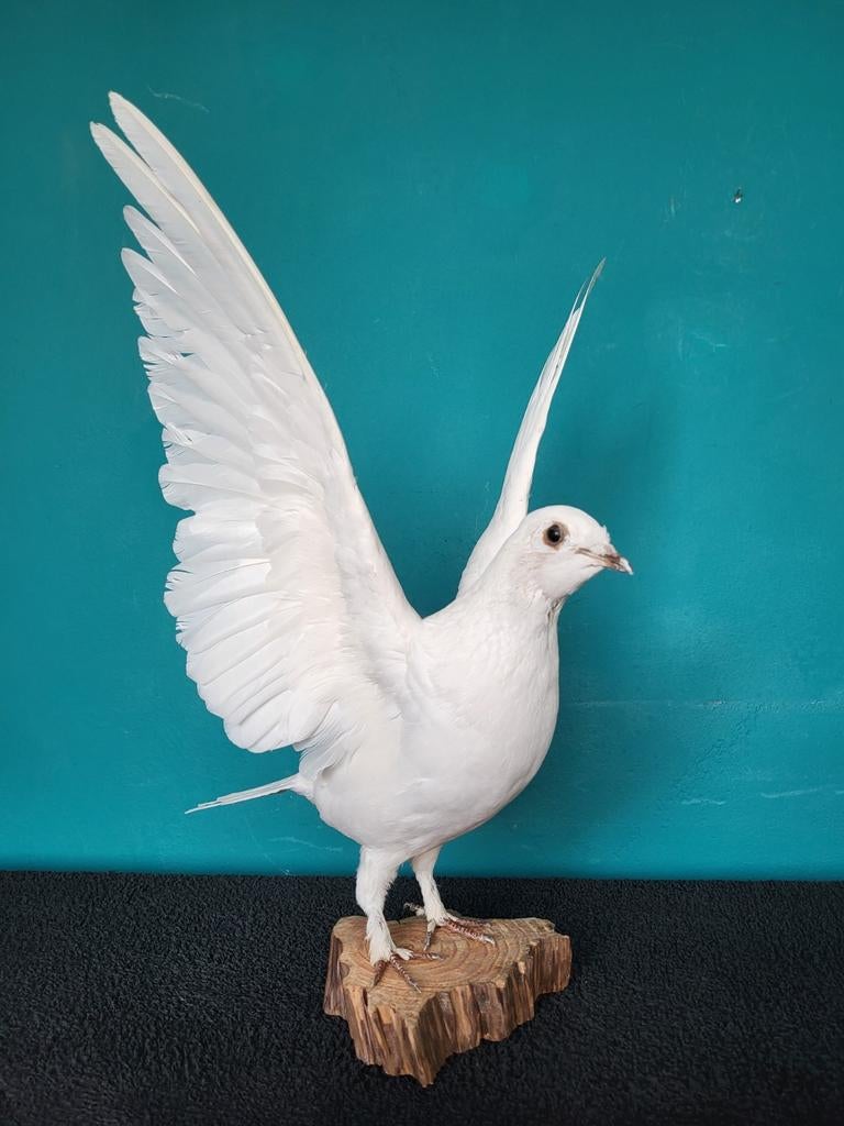 Een prachtige opgezette witte duif met open vleugels!nr 2, Ophalen of Verzenden, Nieuw, Vogel, Opgezet dier