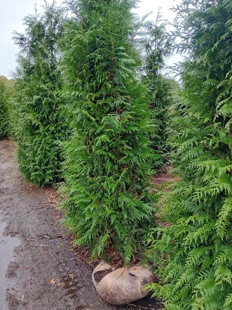 Thuja pl. Excelsa coniferen haagplant 180-200 privacy, Ophalen, Conifeer, 100 tot 250 cm