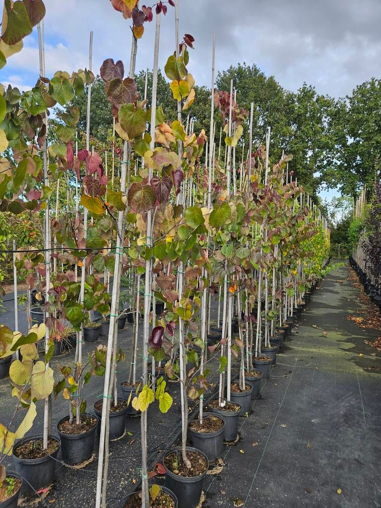 Cercis 'Merlot' te koop!, Tuin en Terras, Planten | Bomen, Halfschaduw, Overige soorten, Lente, 100 tot 250 cm