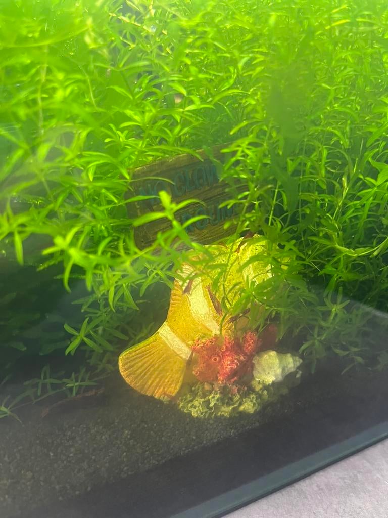 Mooie Bloody Mary garnalen, Kreeft, Krab of Garnaal