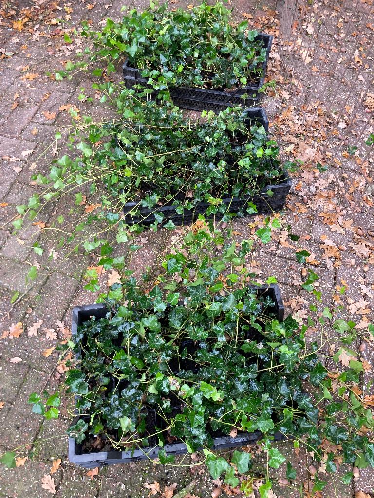 Hedera hibernica, Ierse klimop € 1,00 p/st, Ophalen of Verzenden, Bloeit niet, Klimplanten, Halfschaduw