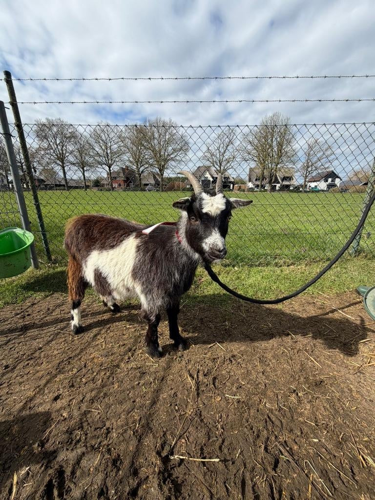 Landgeit, Dieren en Toebehoren, Vrouwelijk, Geit, 0 tot 2 jaar