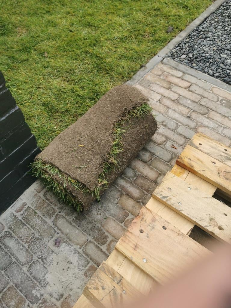 Graszoden 1 rol - Schaduwgras, Tuin en Terras, Gras en Kunstgras, Ophalen, Nieuw, Minder dan 10 m², Gras