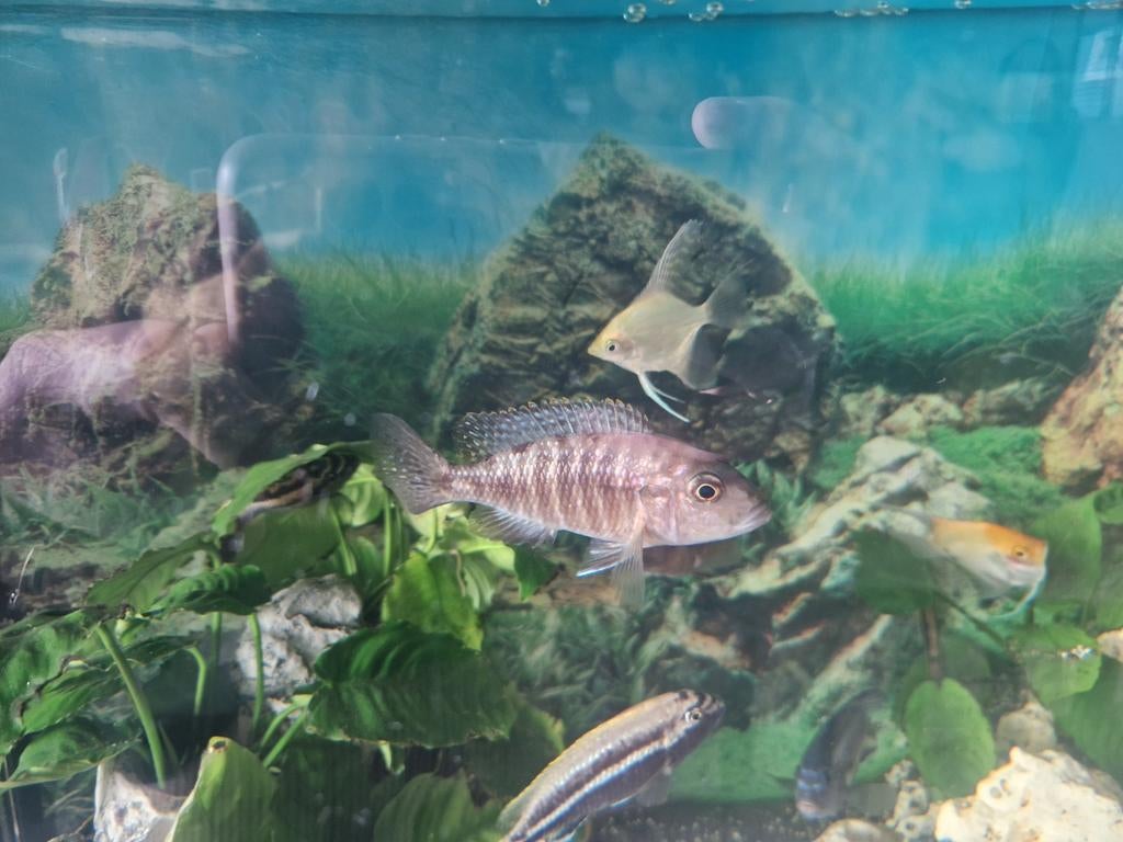 Malawi cincliden, Vis