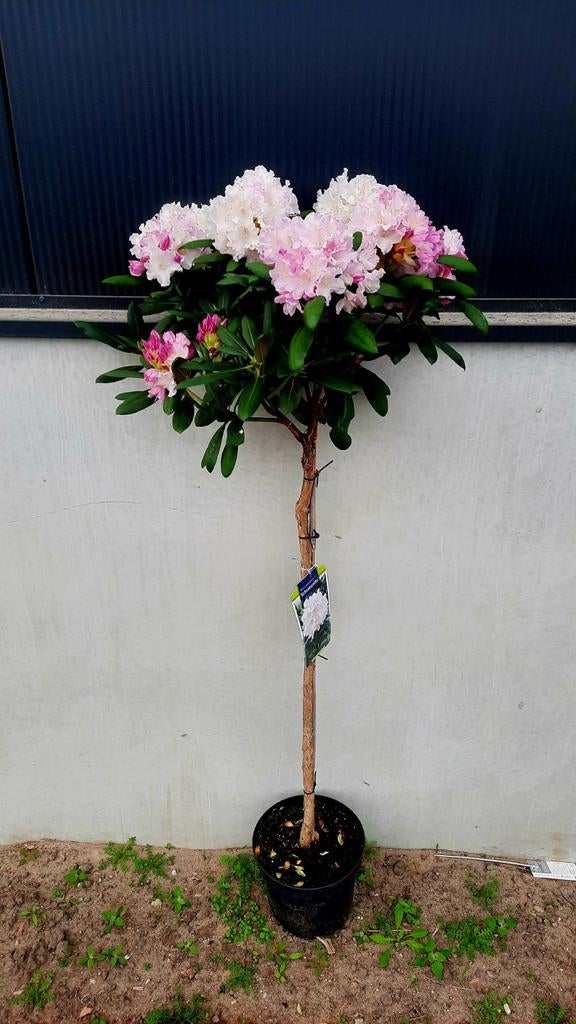 Rhododendron 'Schneewolke 🌿🍁 ❗️1m stam❗️, Tuin en Terras, Planten | Bomen, Volle zon, Lente, Ophalen