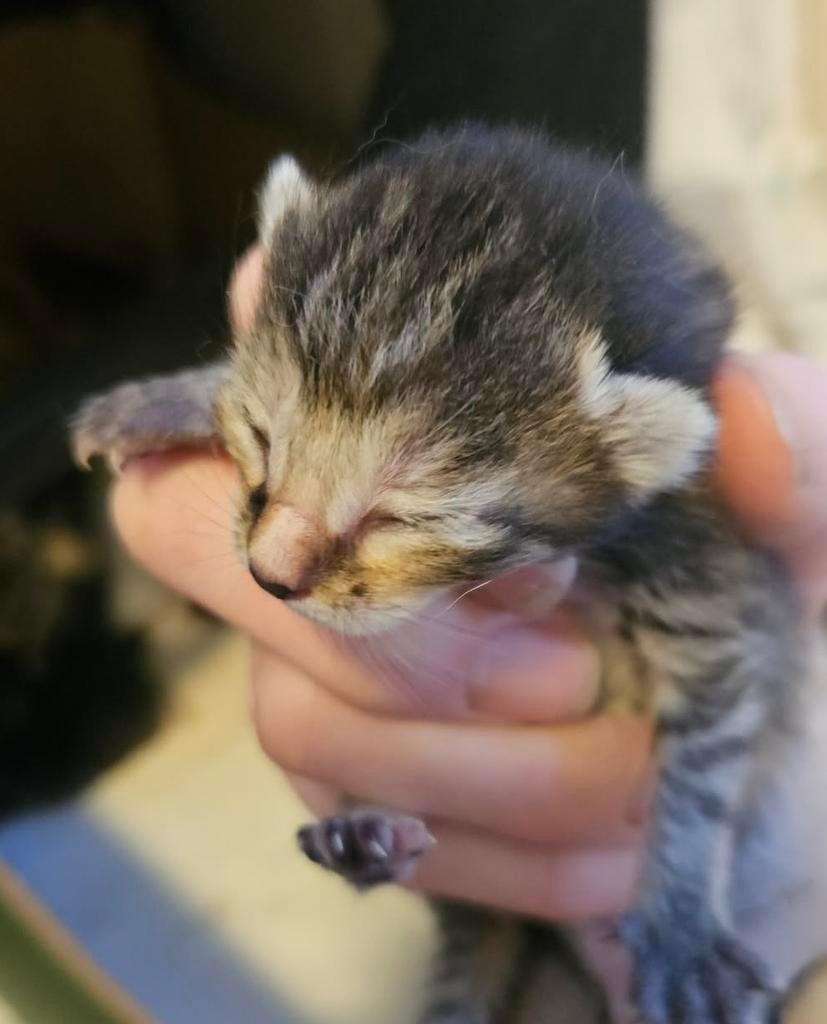 Siamees x Europese korthaar kittens, Dieren en Toebehoren, Katten en Kittens | Raskatten | Korthaar, Meerdere dieren, 0 tot 2 jaar