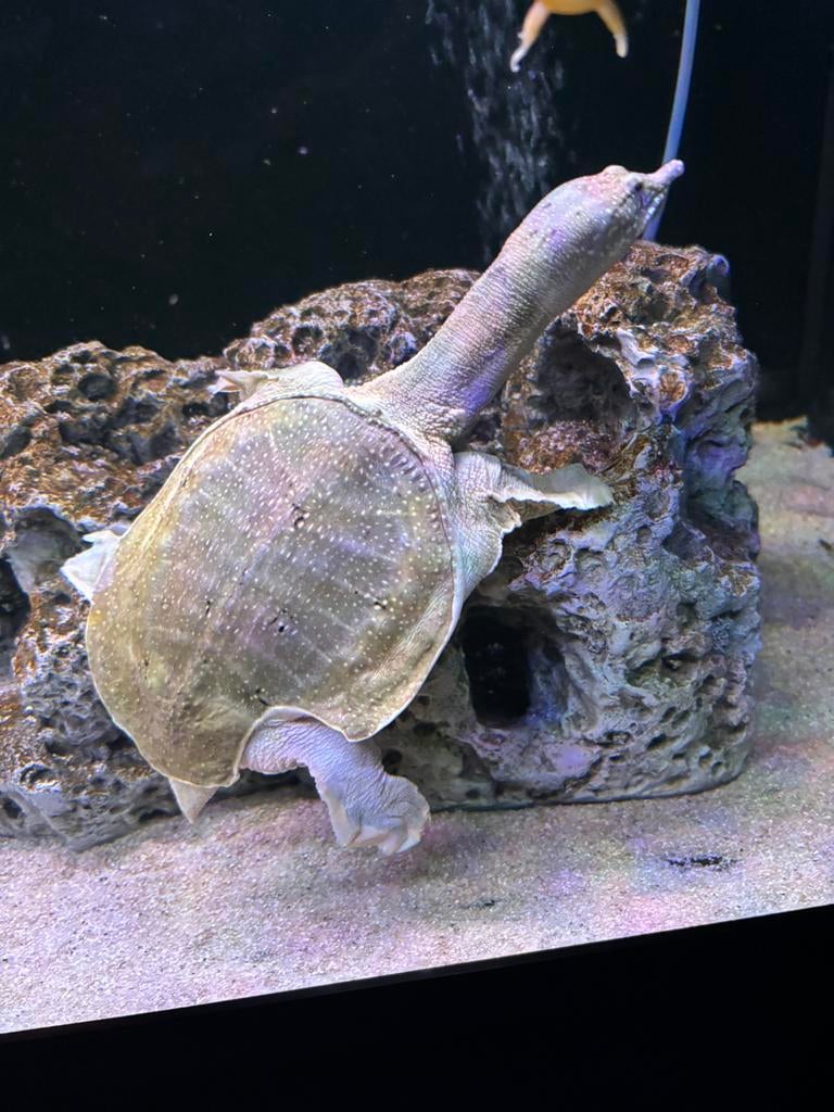 Softshell turtle Turtle - unknown for sale from Bloem