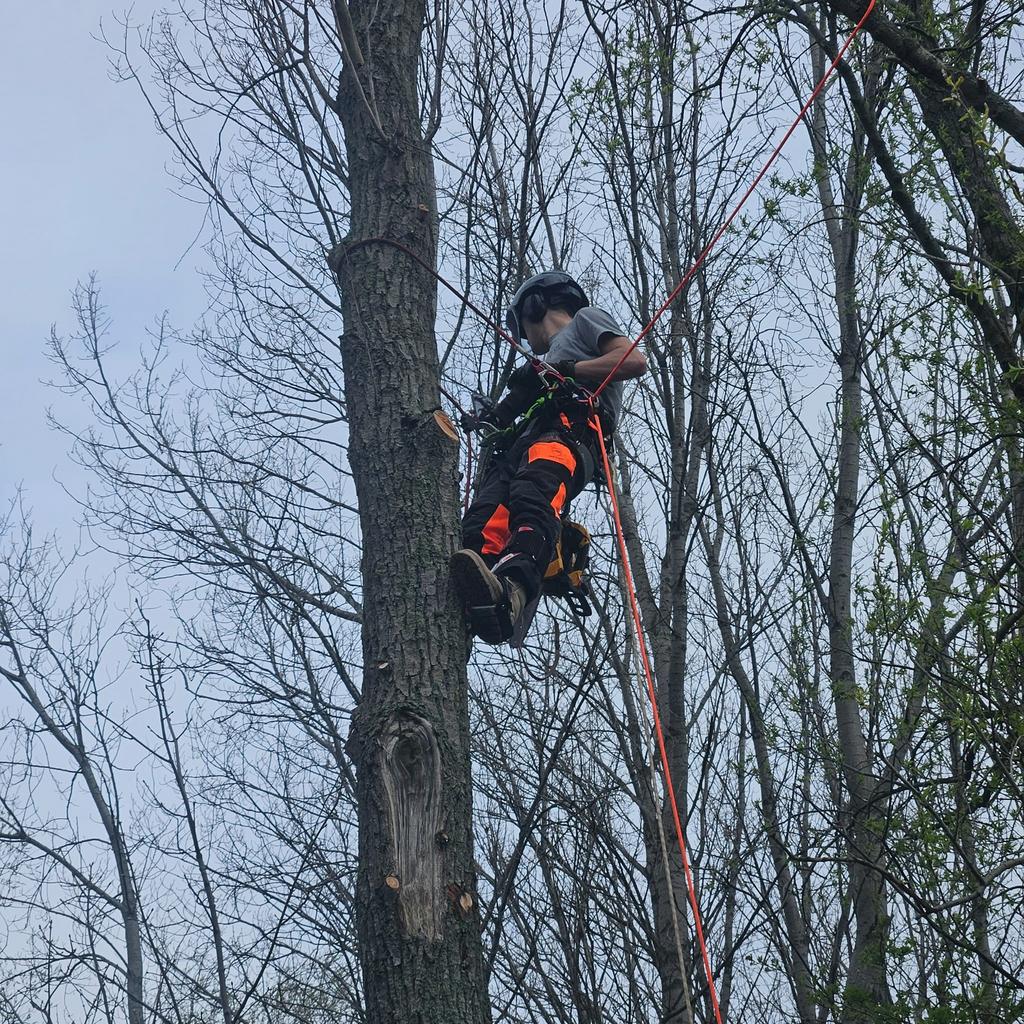 VG Works boomverzorging | veilig & vakkundig werk, Diensten en Vakmensen, Tuinmannen en Stratenmakers, Garantie, Tuinonderhoud of Snoeiwerk