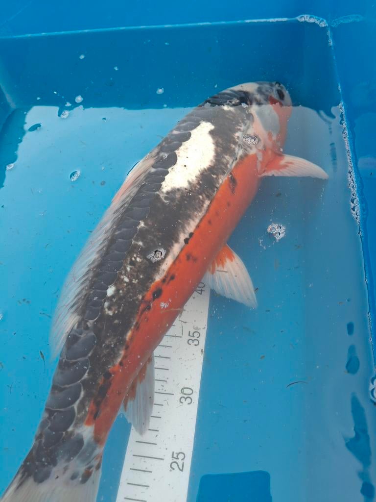 Koi asagi 55cm.