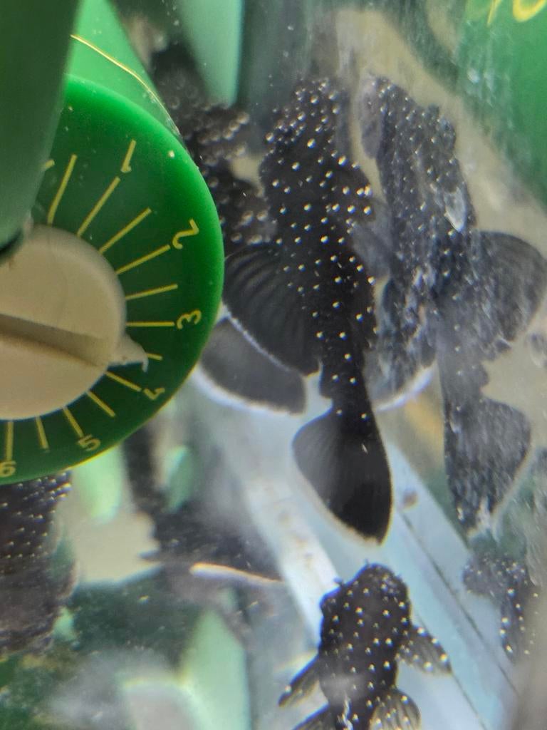 L181 Starlight pleco, Vis