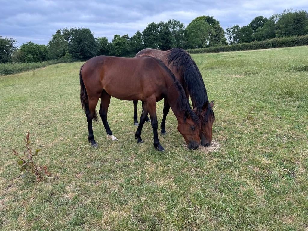 Gezocht paardenboxen in eigen beheer, 4 paarden of pony's of meer