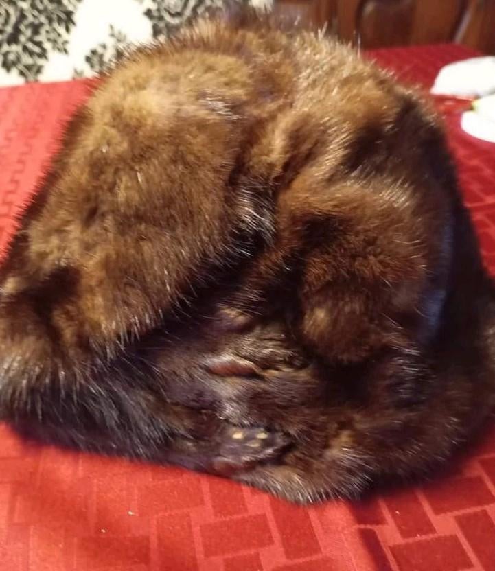 Bontmutsje, Ophalen of Verzenden